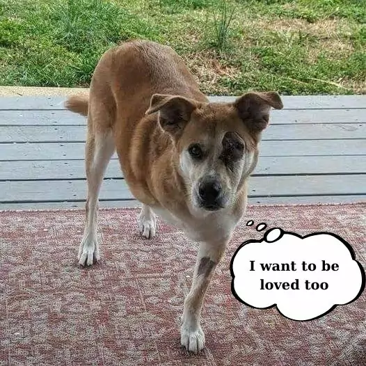 This disabled dog often comes to people’s doorsteps begging for food but is always chased away and beaten, just because of its appearance