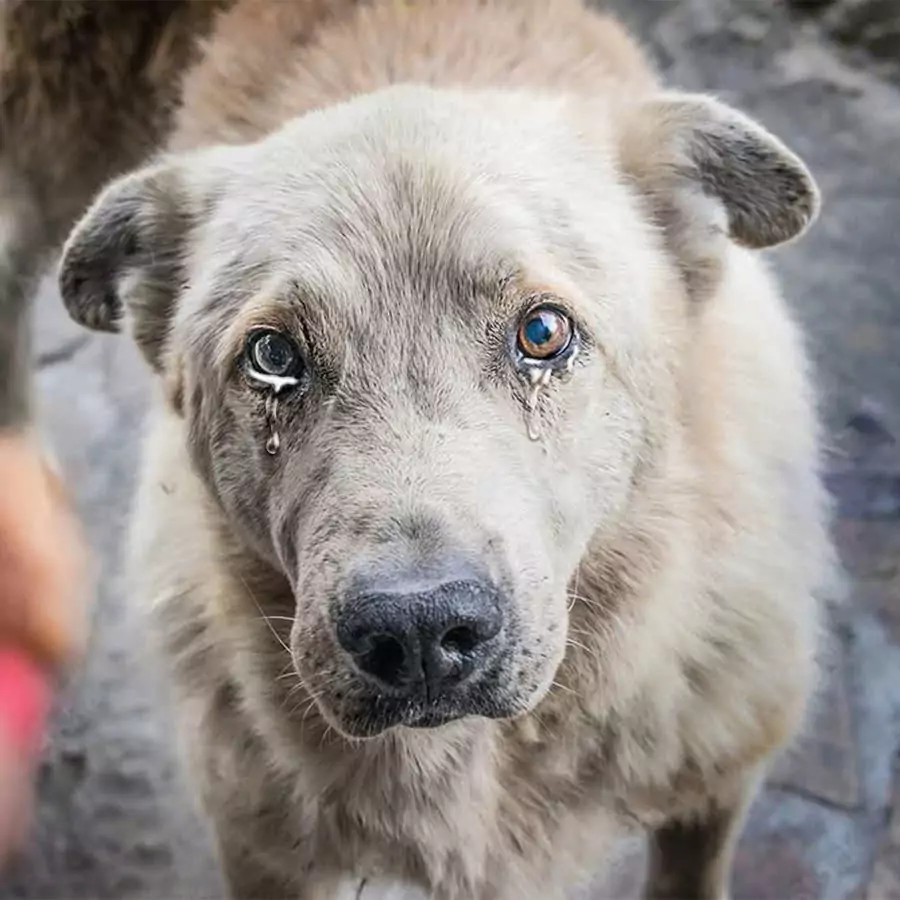 This dog cried a lot when he saw his parents leave him at the shelter and return