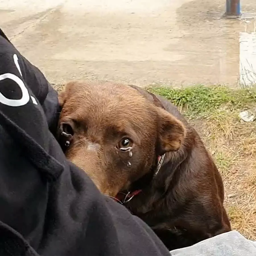 This stray dog ​​is using pitiful eyes to beg for help from passersby