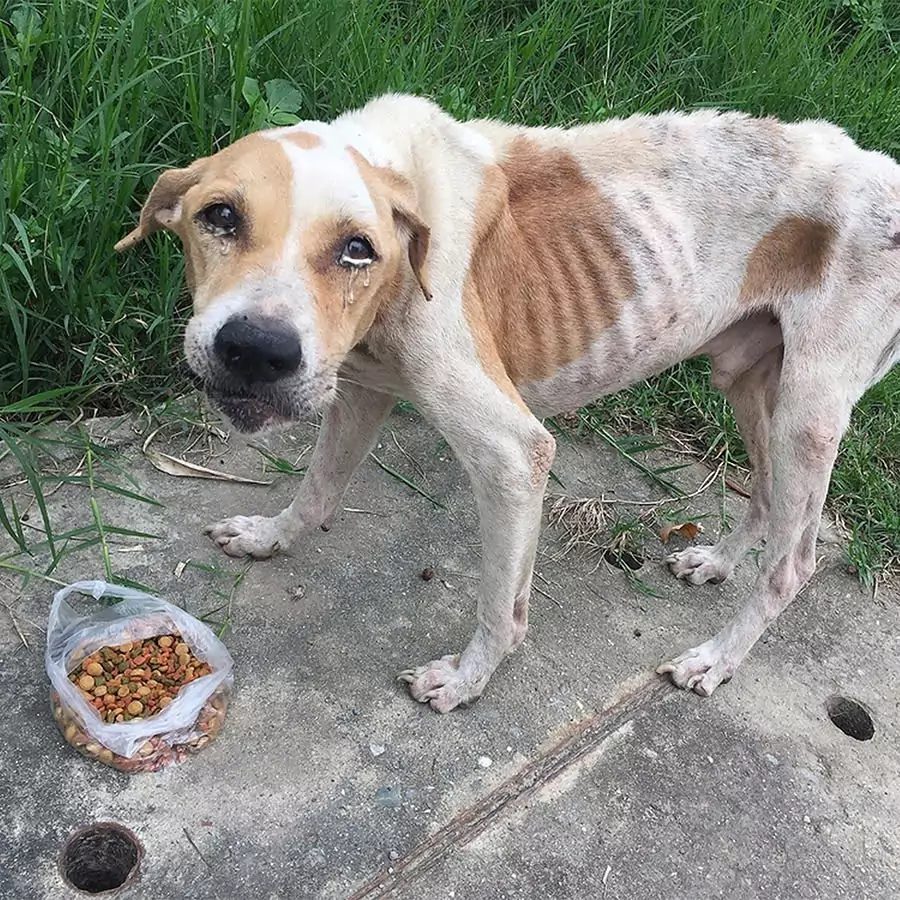 This skinny stray dog ​​cried a lot with emotion when receiving a bag of food from a passerby