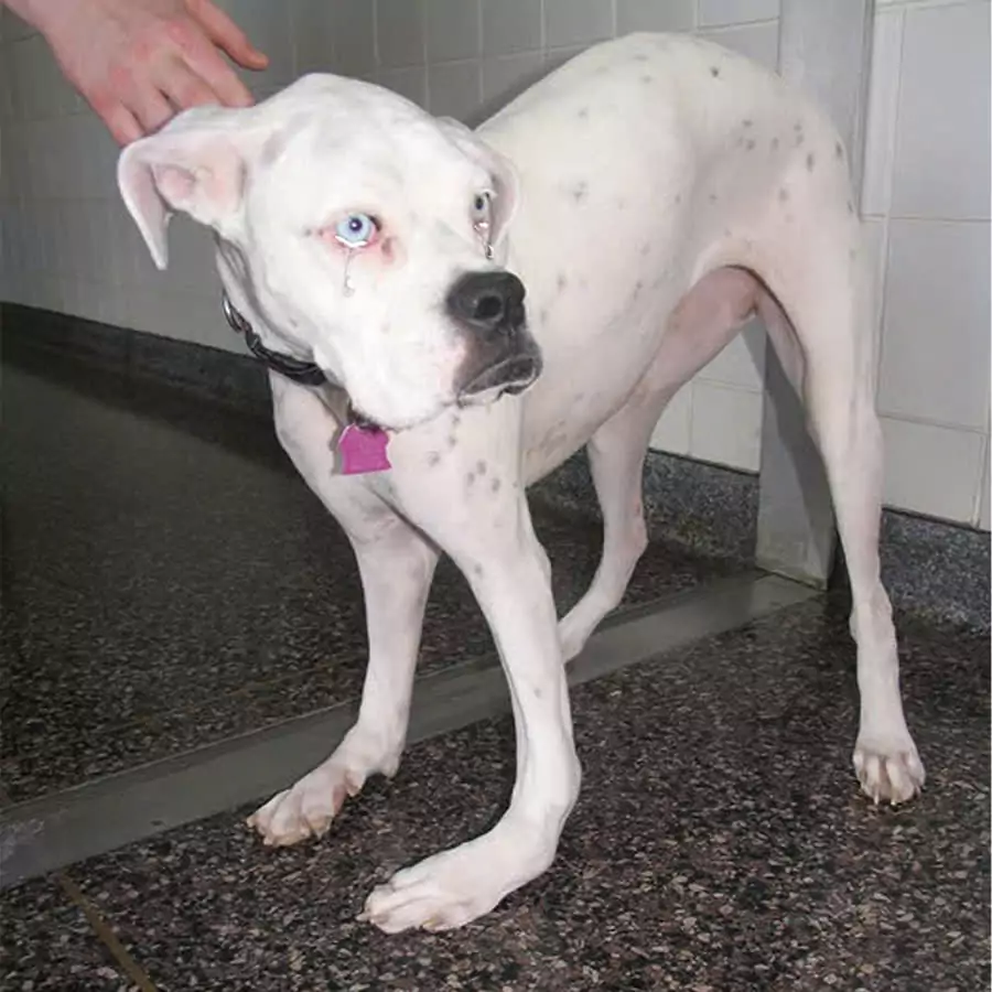 This dog was refused adoption for 3 years just because of its deformed leg