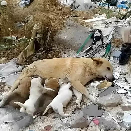 This mother dog was seriously injured in the leg, she could only lie down to protect her puppies and wait for help from passersby