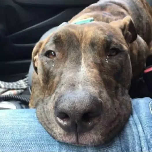 This dog cried a lot on the car ride his parents took him to the shelter