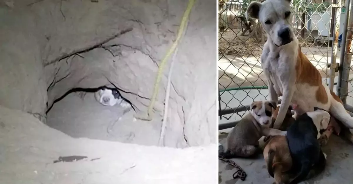 A Mother Stray Dog Conceals Her Puppies in a Burrow for Their Safety