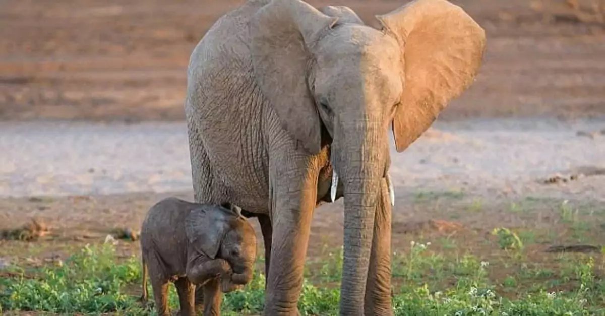 The 200-Pound Newcomer: Baby Elephant Takes Charming Unsteady Steps as It Learns to Walk