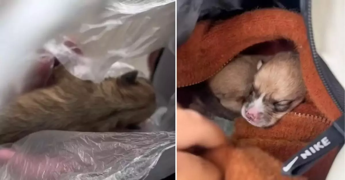 A woman was shocked to discover a puppy inside a plastic bag that had been thrown away on the side of the road