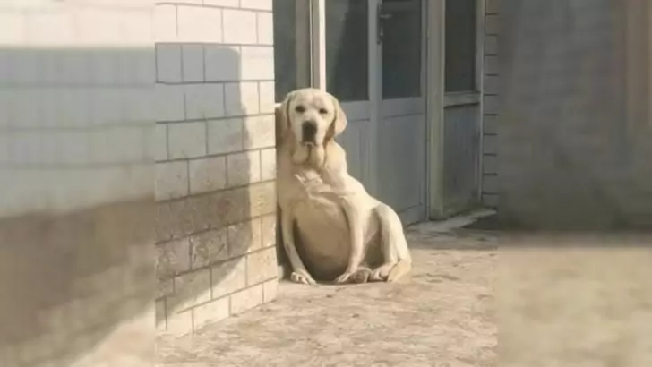 This abandoned pregnant dog looks at people with sad eyes, begging for help