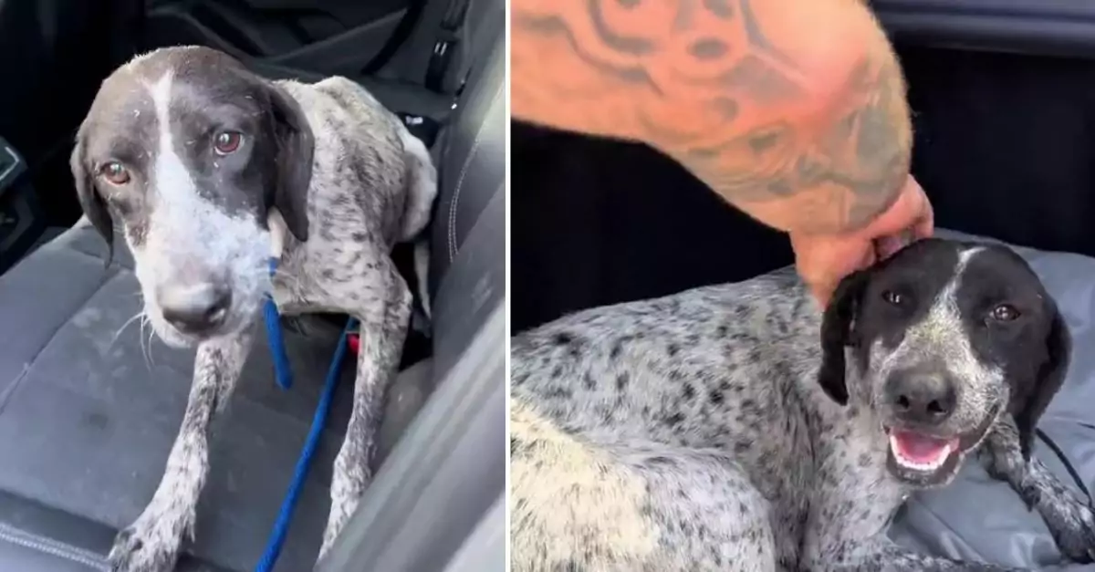 A rescuer finds a pregnant stray dog merely 92 hours prior to her scheduled euthanasia