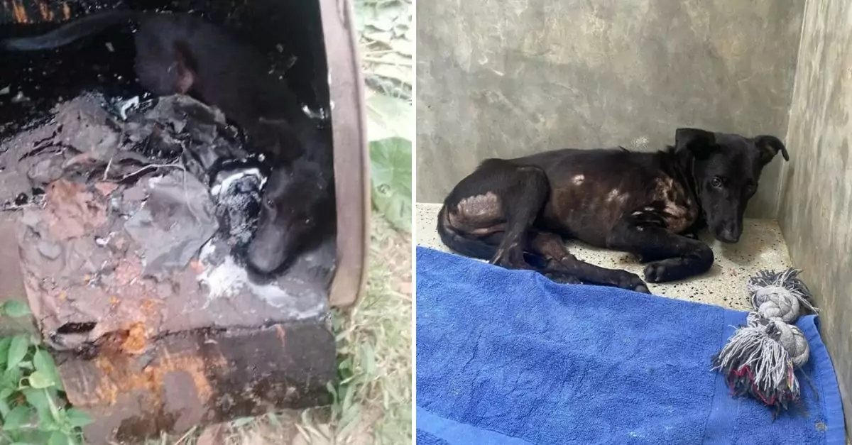 People were shocked to see a black dog curled up inside a barrel of tar, prompting them to rush to its rescue