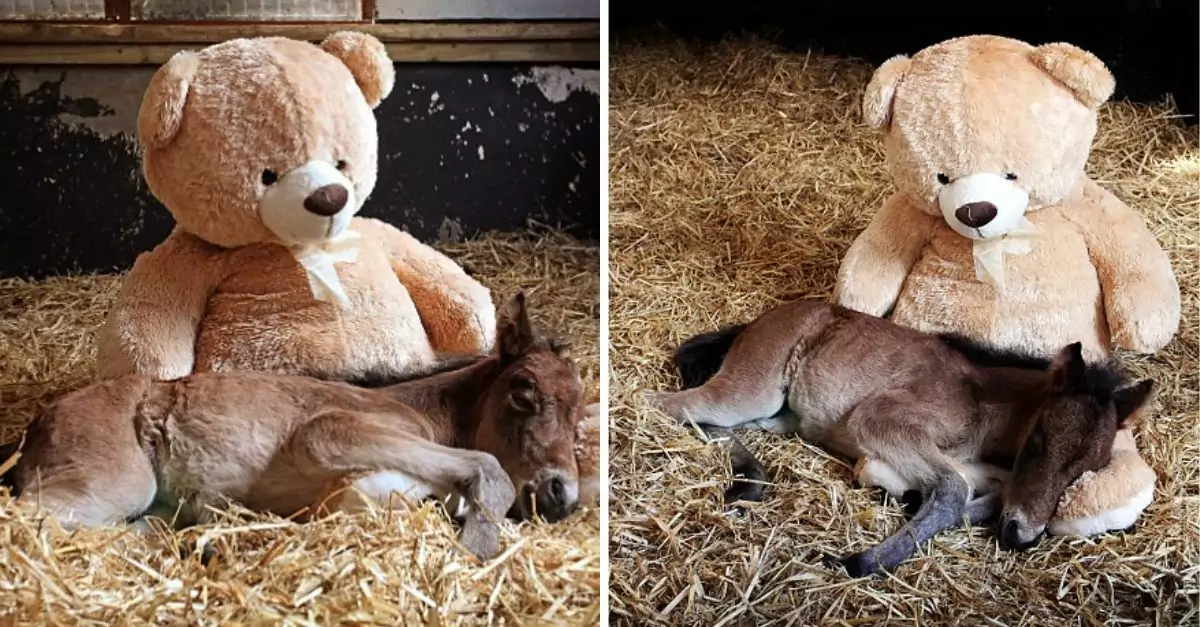 An orphaned horse embraces a large teddy bear each night, having grown up together over the years, and the two share an unbreakable bond