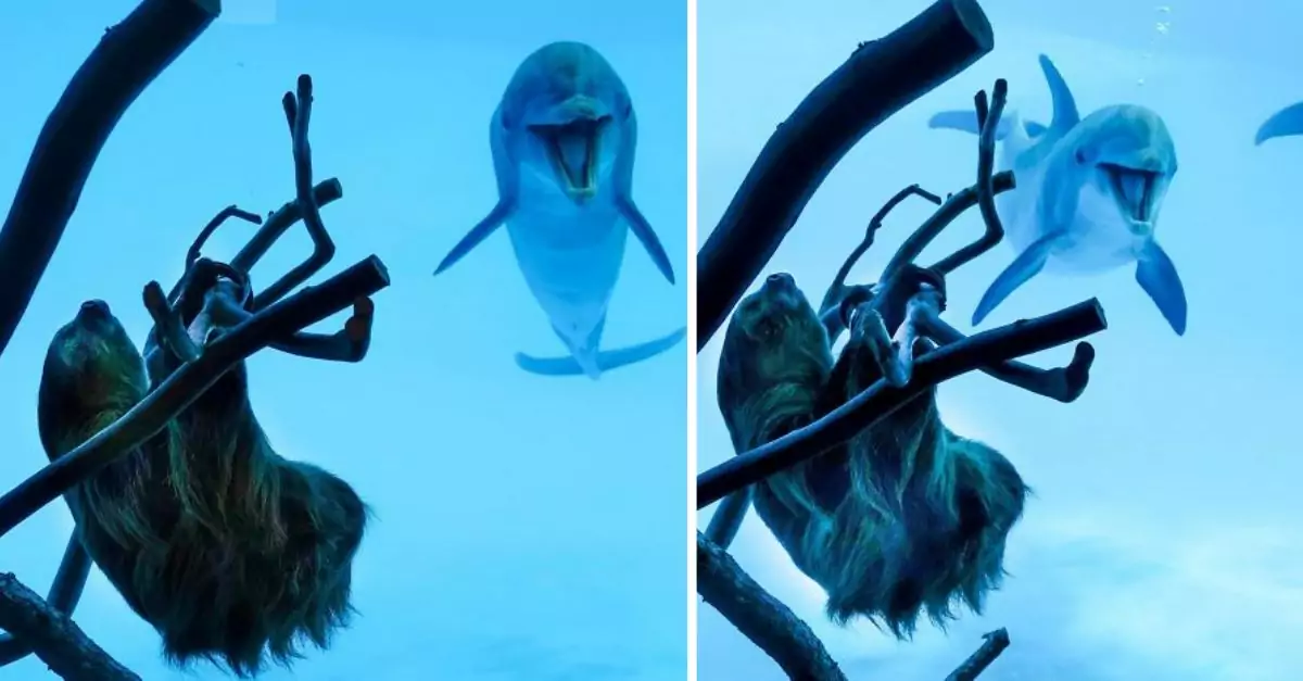 These dolphins have become overwhelmingly excited upon encountering a sloth