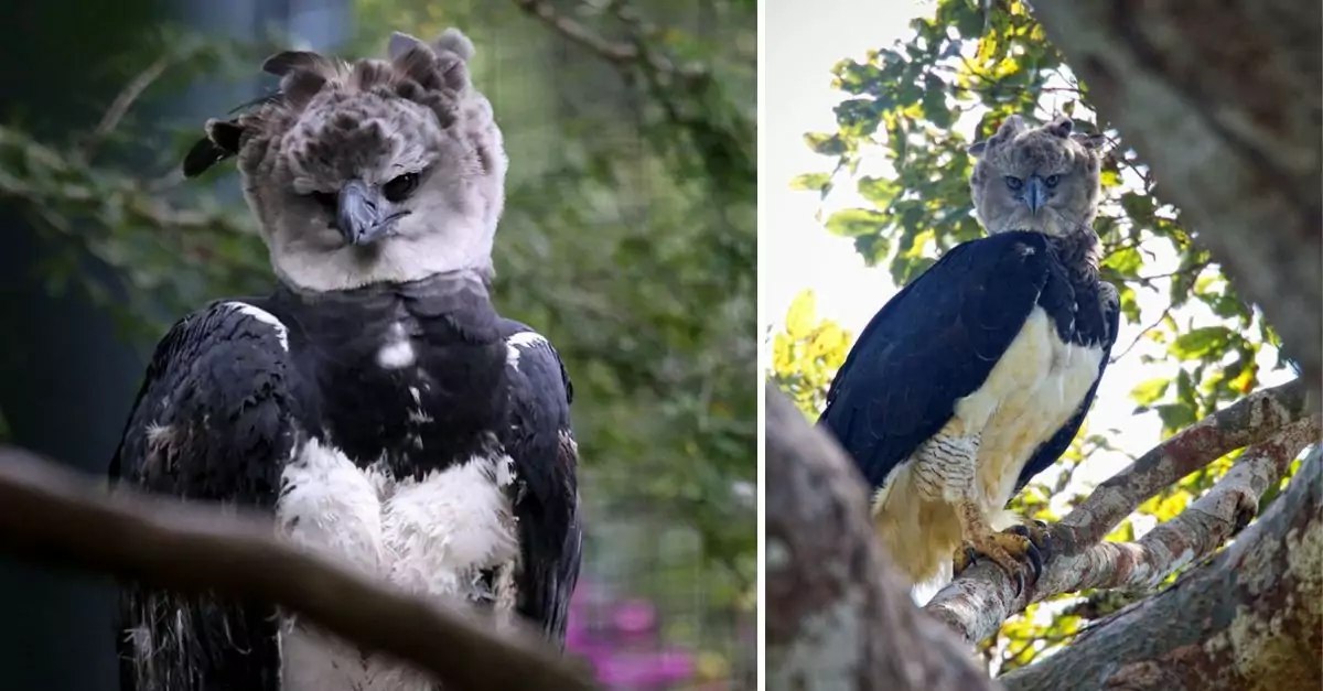 This is a Harpy Eagle, recognized as the largest eagle species globally