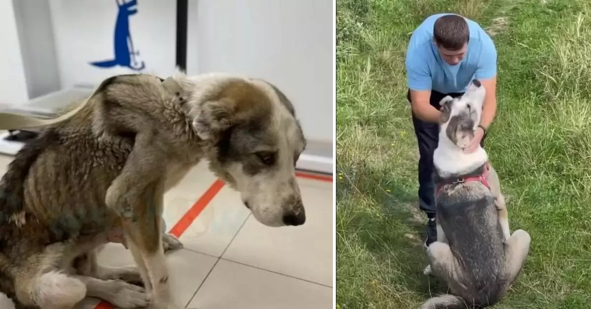 A dog, abandoned and left tethered by her owner, was found in such a dire state that she was nearly lifeless