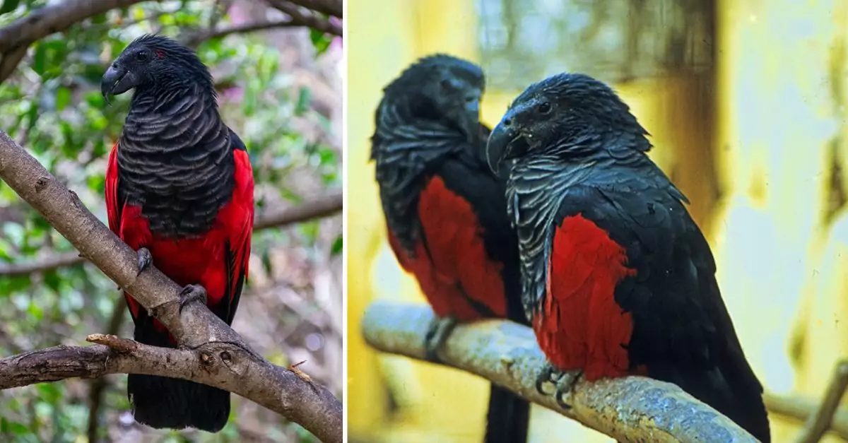 Dracula parrots are indeed a real species, and they may very well be the most gothic avian creatures on the planet