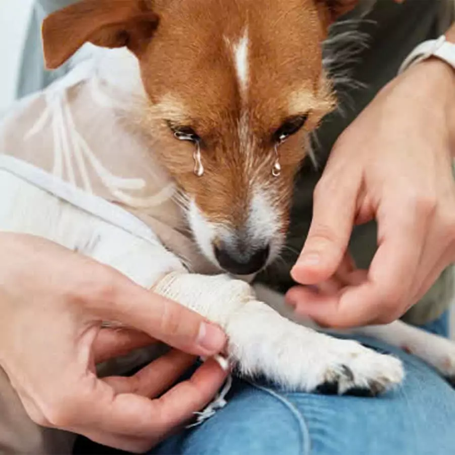 This poor puppy was found abandoned in the middle of the road with a malnourished, skinny body