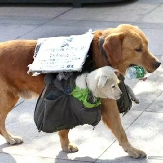 This mother dog diligently picked up trash for people so she could ask them for meals for her puppies