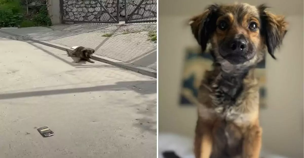 An injured puppy couldn’t contain his excitement when he noticed someone stopping to help