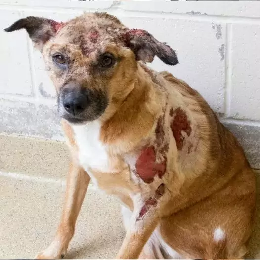 It’s heartbreaking to know that the wounds all over this dog’s body were caused by its owner