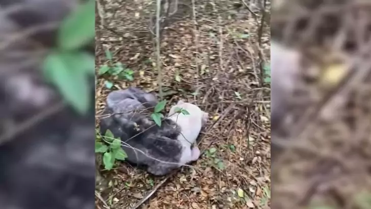 An abandoned Pit Bull, left in the forest as if it were refuse, experiences a profound sense of despair as its owner does not come back