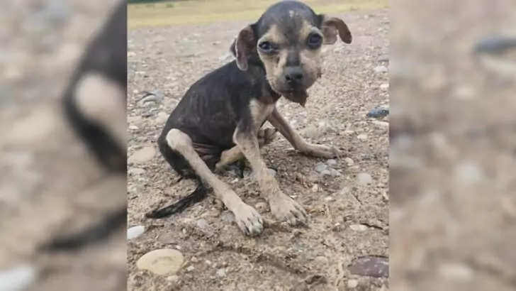 A Border Patrol Agent Discovers a Malnourished Puppy, Unaware That She Is Mere Minutes From Her Grim Destiny