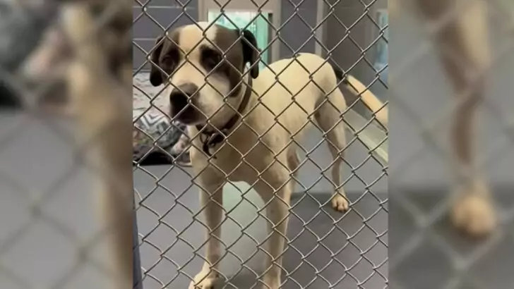 Charming Shelter Dog Who Faced Challenges in Finding a Home for Several Months Finally Encounters His Permanent Family