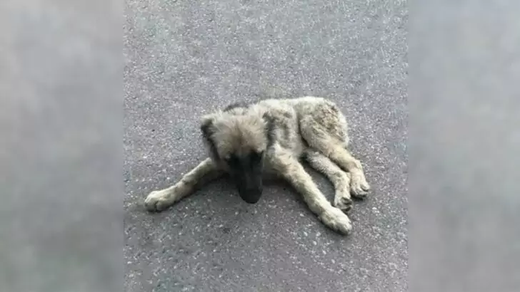 An Injured Puppy Lying Still Offers a Heart-Wrenching Gaze to a Bystander