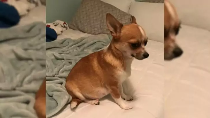 A woman adopted a Chihuahua, only to discover that additional surprises awaited her