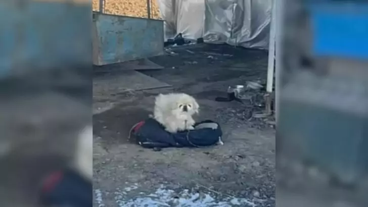 A Bound Canine Stood Vigil Over a Warehouse, Yearning for Affection and Tender Embraces