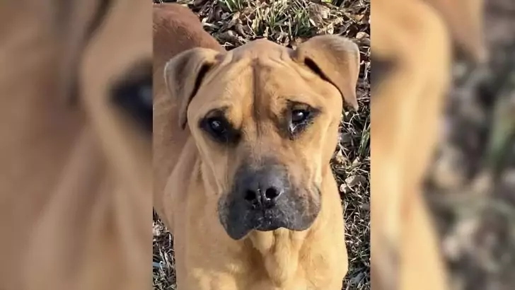 A Dog Abandoned by His Family Experiences Joy After Being Rescued by New Caregivers