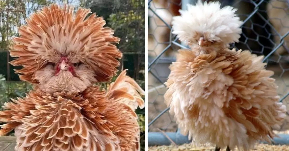 These chickens display their long, establishing themselves as the most esteemed representatives of their breed – introducing the buff laced Polish chicken