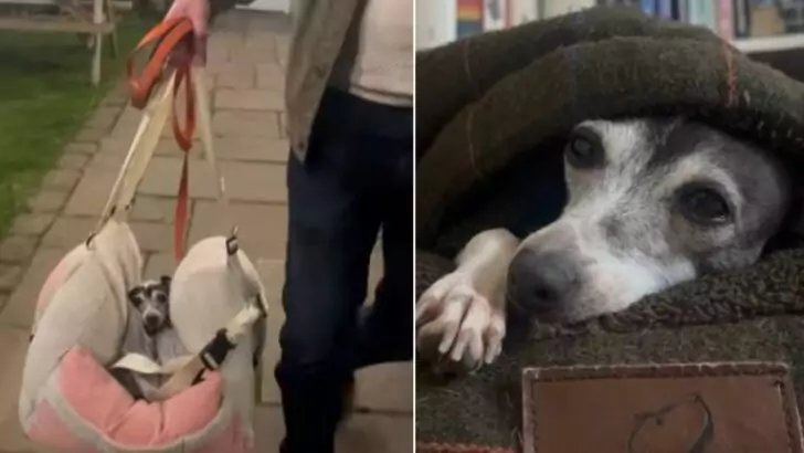 The emotional response of a small dog experiencing freedom for the first time after being confined in a cage for over six years is profoundly moving