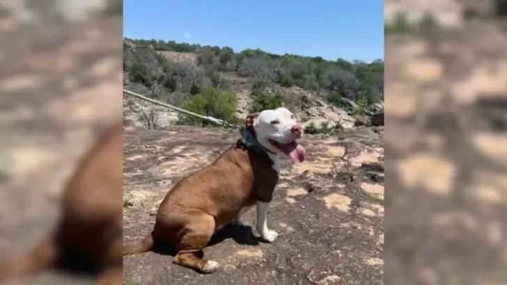 A Charming Puppy Saved from a Hoarding Environment Revealed Her Genuine Character Through This Technique