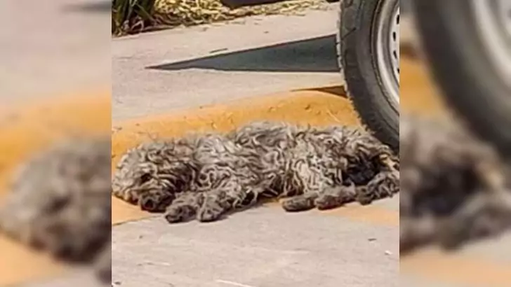 A passerby discovers an enigmatic mass of fur beneath a vehicle, only to realize that it is alive and breathing