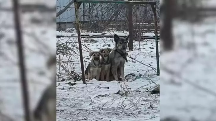 A tethered mother dog and her puppies were shivering from the cold outside an abandoned warehouse