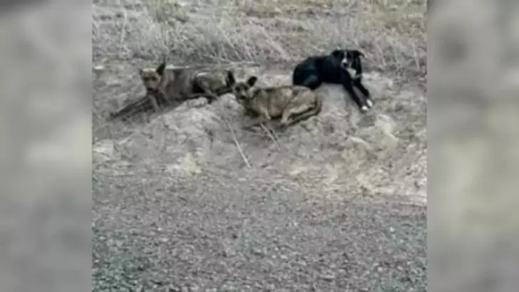 Three abandoned dogs live together inside a pipe until one day a miracle happens to them