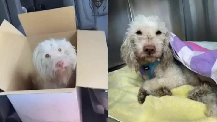 A motionless  dog found abandoned on a lawn has now found a loving home