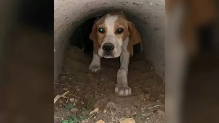 A puppy abandoned by the roadside lacked the courage to seek assistance