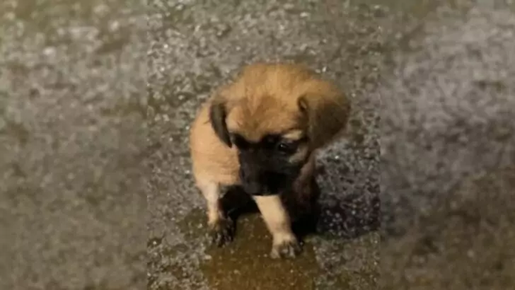 A distressed puppy endured hours in the rain, pleading for assistance, yet passersby chose to overlook his plight