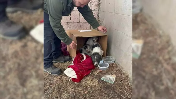 Shocked to discover a family of dogs abandoned in a small cardboard box and just waiting for help from others