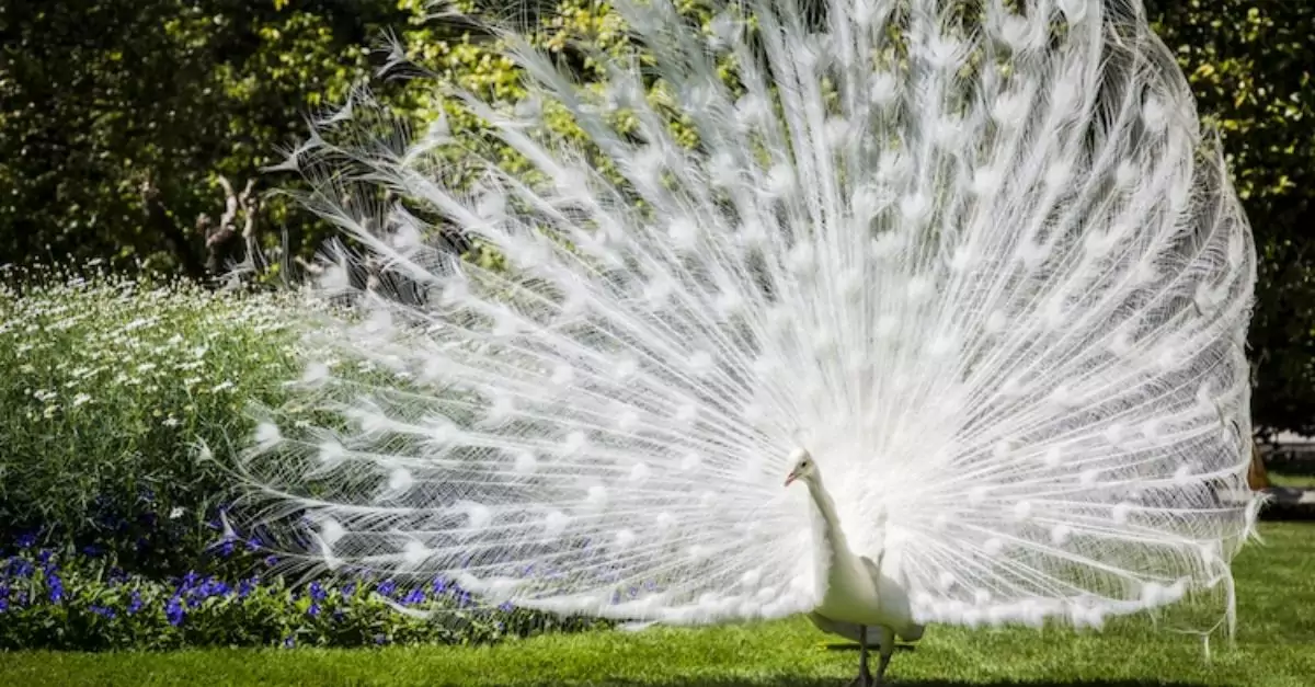 Discover the Majestic White Peacock – Among the Most Exquisite Birds Globally