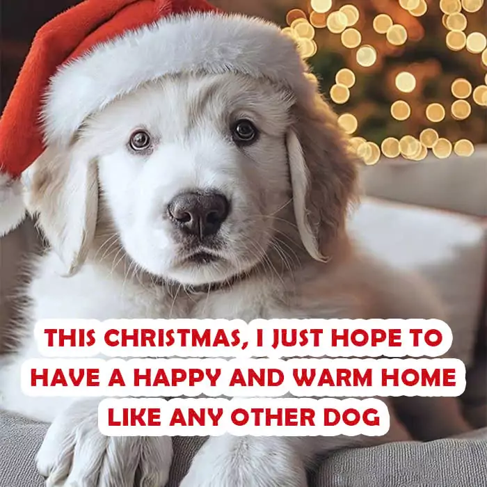 This Christmas, I just hope to have a happy and warm home like any other dog