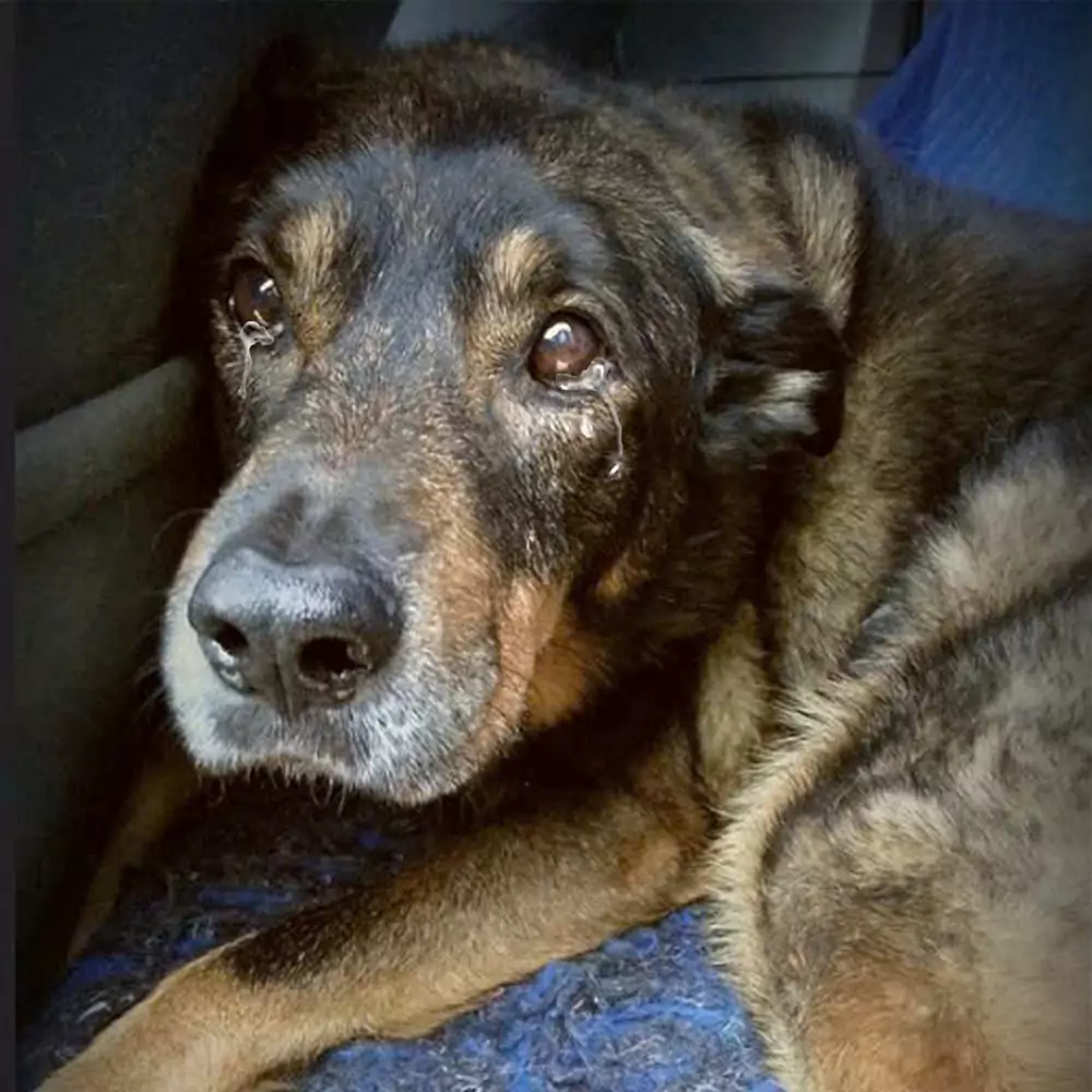 This dog cried a lot when he saw his friends being adopted one by one except him during his 4 years at the shelter