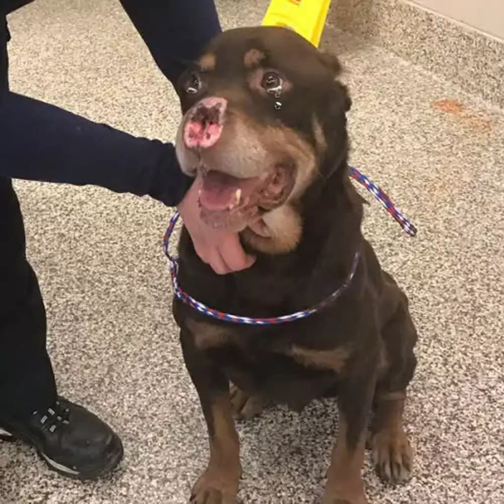 This dog was brought to the shelter by his parents but he couldn’t stop crying because he missed home