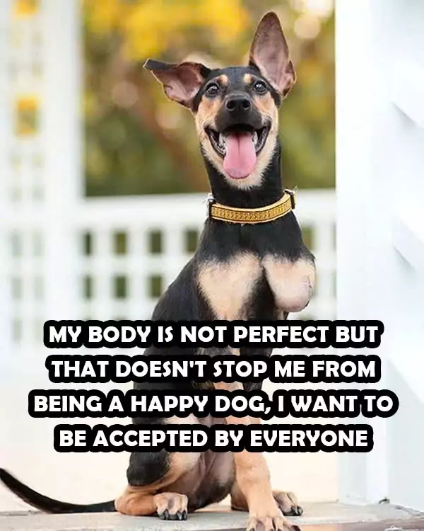 My body is not perfect but that doesn’t stop me from being a happy dog, I want to be accepted by everyone