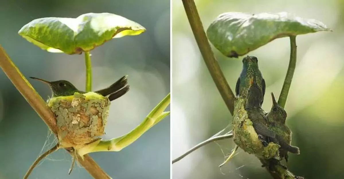 A Resourceful Hummingbird Constructs a Nest with a Covering