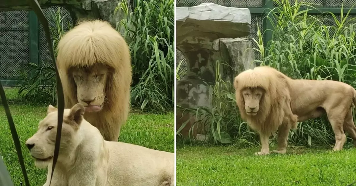 A White Lion Exhibits an Unusual Straight Bangs Haircut That He Might Have Accidentally Created