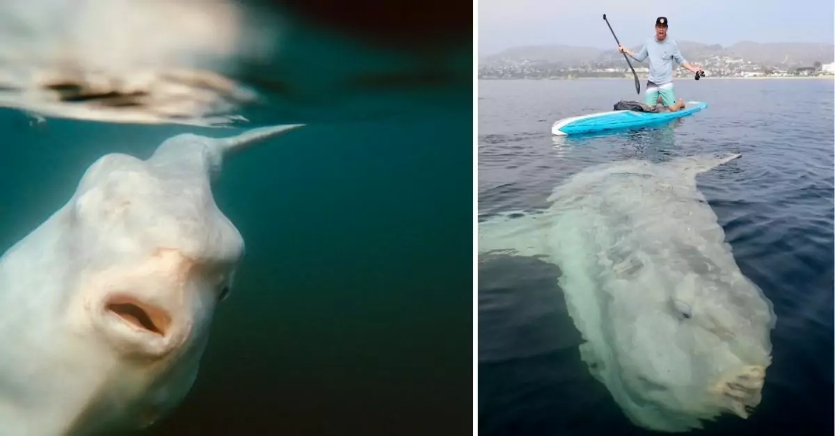 A sunfish, classified as ‘extremely rare,’ has been discovered off the Northern Beaches of Sydney