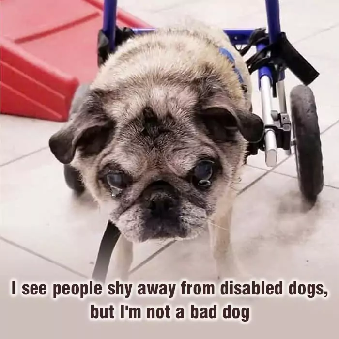 I see people shy away from disabled dogs, but I’m not a bad dog