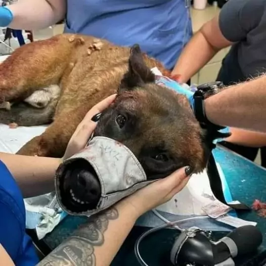 This brave dog was exhausted after a general attack with the US army