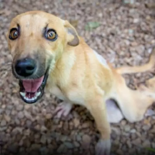 A dog with paralyzed hind legs was abandoned in the deep forest and still tried to stand, waiting for help